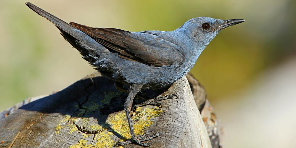 Monticole bleu
